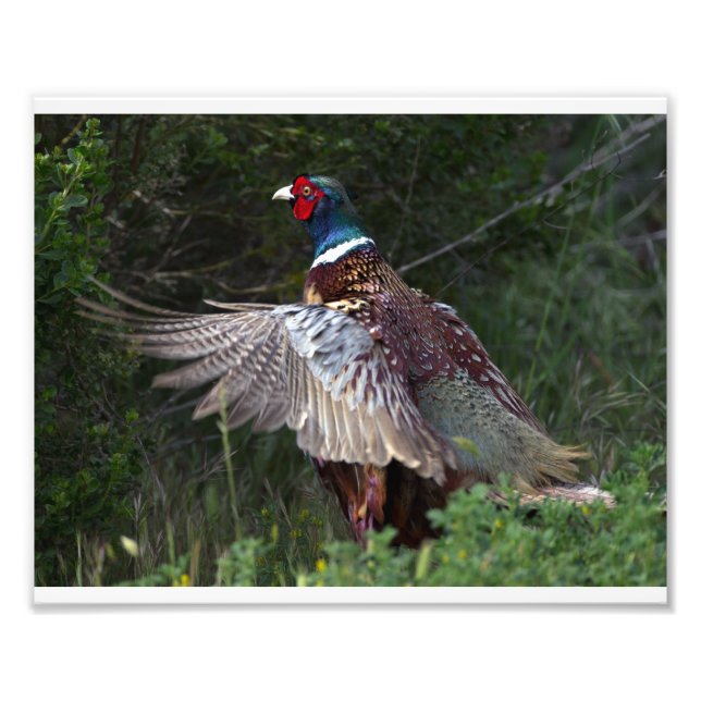 Foto Ring Necl Pheasant (Frente)