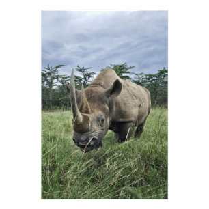 Foto Rinoceronte negro, Diceros bicornis, Kenia