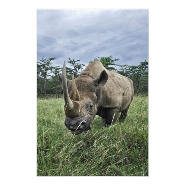 Foto Rinoceronte negro, Diceros bicornis, Kenia (Frente)