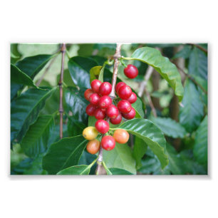 Foto Ripening Kona Coffee Cherries, Hawaii