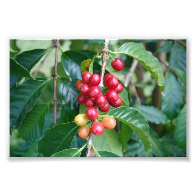 Foto Ripening Kona Coffee Cherries, Hawaii (Frente)