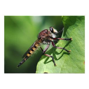 Foto Robber Fly