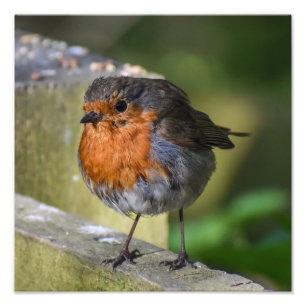 Foto Robin Encaramado En Una Reja