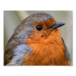 Foto Robin europeo