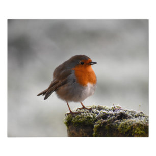 Foto Robin Frosty