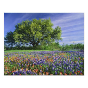 Foto Roble Vivo y Pincel de Texas, y Texas