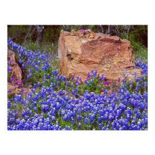 Foto Rock de Bluebonnet #2