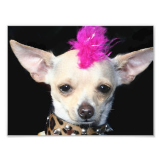 Foto Rock punk Chihuahua