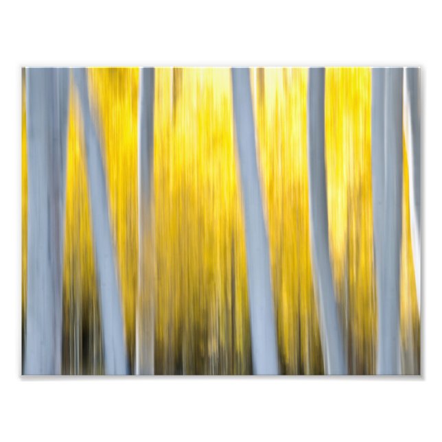 Foto Rodeado de árboles de Aspen (Frente)