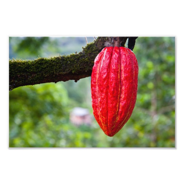 Foto rojo de la vaina de cacao (Frente)