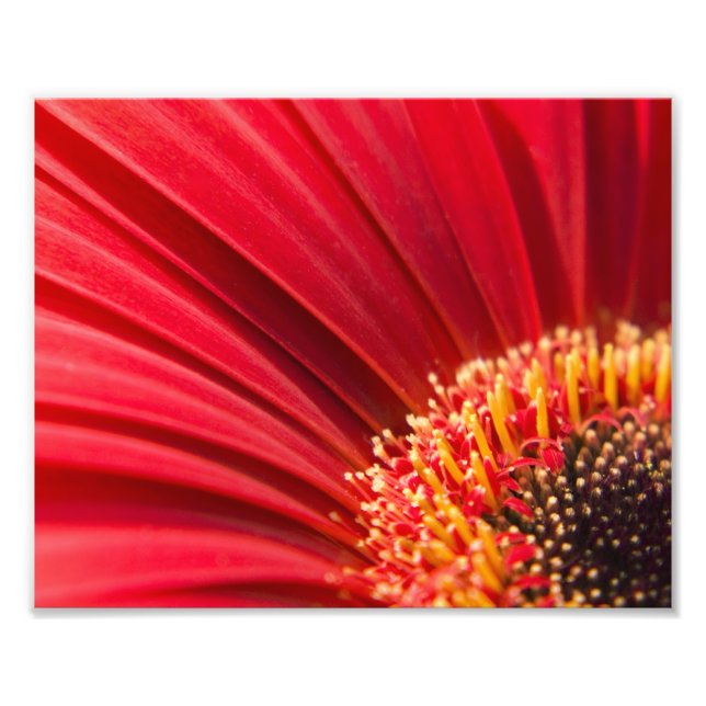 Foto Rojo Macro Gerbera Daisy Flower (Frente)