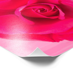 Foto Rojo Romántico Rosa Rosada v2