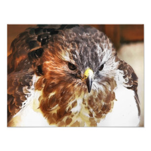 FOTO ROJO TAILED HAWK