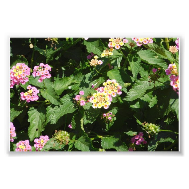 Foto Romance floreciente (Frente)