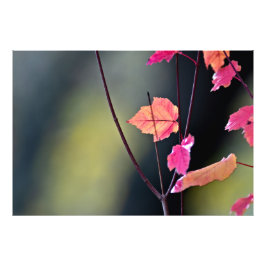 Foto Rompiendo La Madera Dura