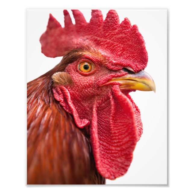 Foto Rooster Face (Frente)