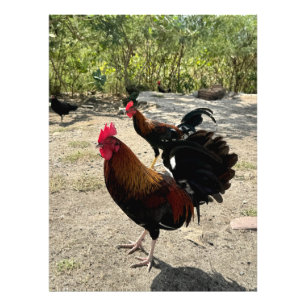 Foto Roosters al borde de la carretera en Philipsburg,