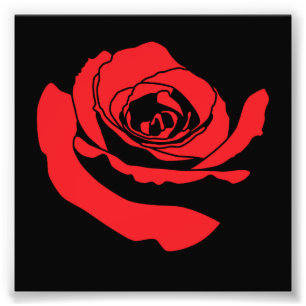 Foto rosa