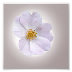Foto rosa a morado
