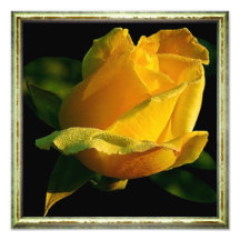 Rosa Amarilla grande