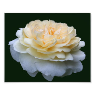 Foto Rosa amarillo pálido en flor 8x10