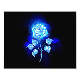 Foto Rosa Azul Ardiente
