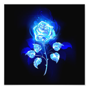 Foto Rosa azul en llamas