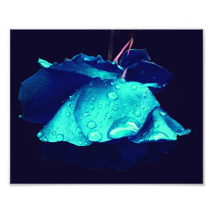 Foto Rosa azul gotas de lluvia abstracto Flor Art 8x10