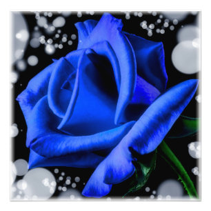 Foto rosa azul grandioso