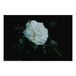 Foto Rosa blanca