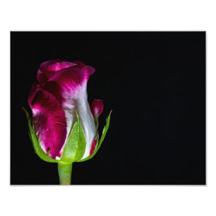 Foto Rosa Blanca De Punta Roja De 7019