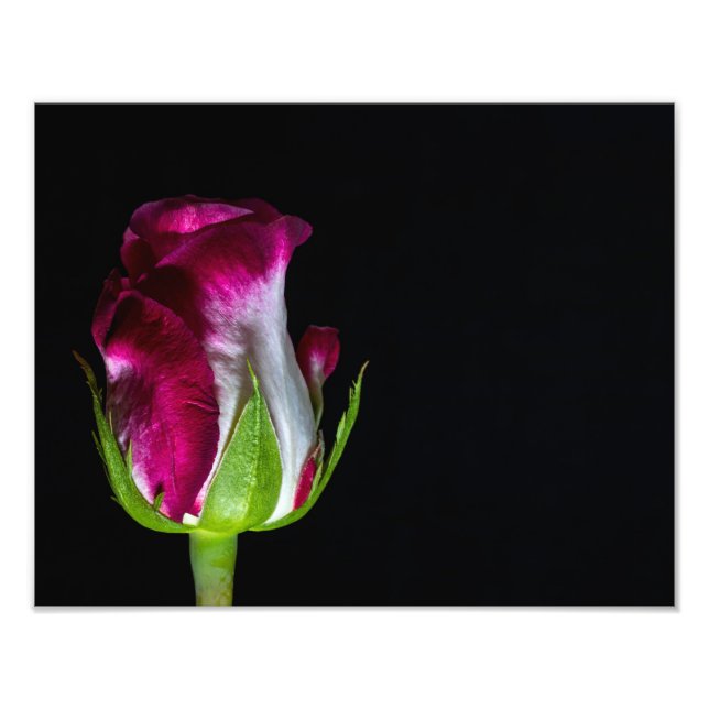 Foto Rosa Blanca De Punta Roja De 7019 (Frente)