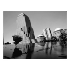 Foto Rosa blanca del recuerdo