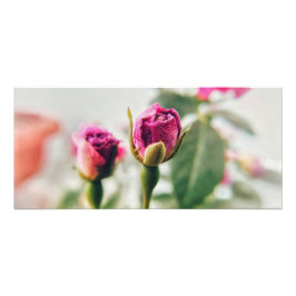 Foto Rosa de botón rosado en el primer plano