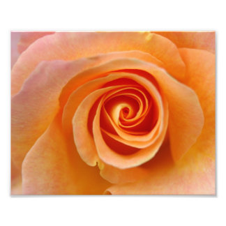 Foto Rosa de color