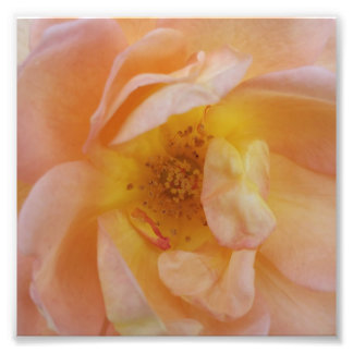 Foto Rosa de color melocotón