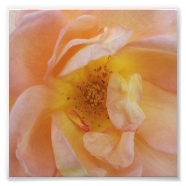Foto Rosa de color melocotón (Frente)
