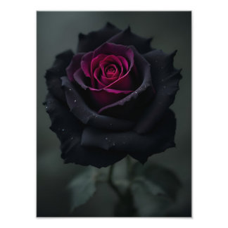 Foto Rosa de Corazón Negro