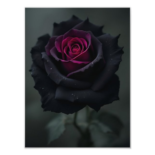 Foto Rosa de Corazón Negro  (Frente)
