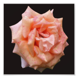 Foto Rosa De Engranaje En Bloom 8x8