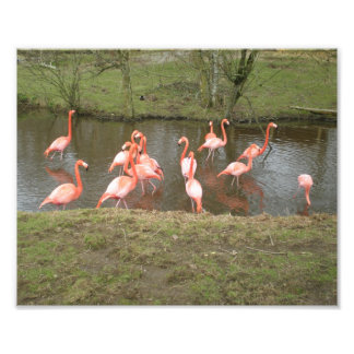 Foto rosa de Flamingo