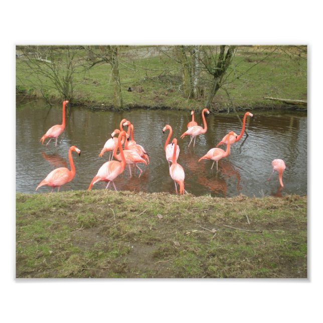 Foto rosa de Flamingo (Frente)