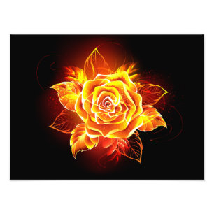 Foto Rosa de Fuego Florido