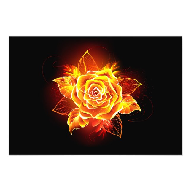 Foto Rosa de Fuego Florido (Frente)