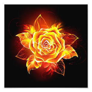 Foto Rosa de Fuego Florido