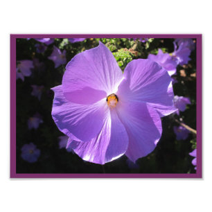 Foto Rosa de la impresión de Sharon