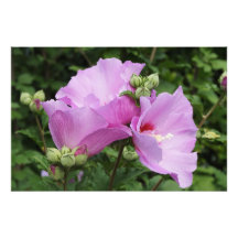 Rosa de Sharon de 36"x24"