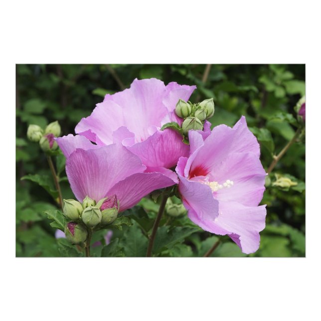 Foto Rosa de Sharon de 36"x24" (Frente)