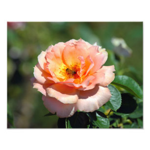 Foto Rosa De Té Híbrido De Apricot Con Abeja De Honor