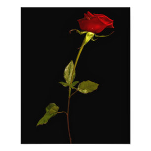 Foto Rosa de un solo stem